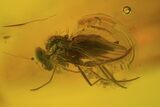 Fossil Fly (Diptera) In Baltic Amber #81705-2